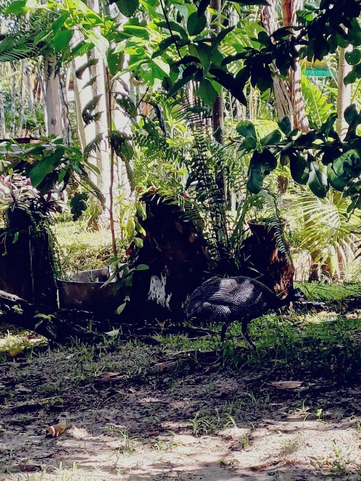 Eco Sitio O Labirinto Do Fauno Hotel Mosqueiro  Buitenkant foto